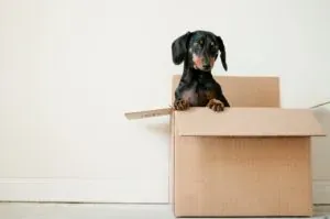 Dachshund dog inside cardboard box
