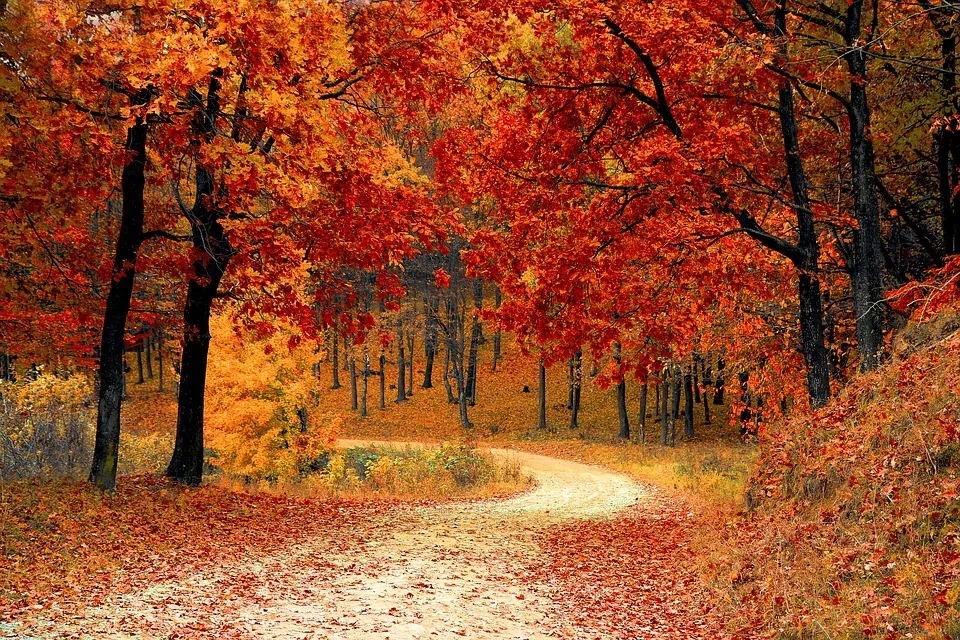Autumn forest path with red foliage
