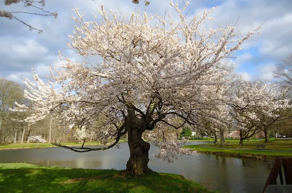 Blossoming cherry tree by pond