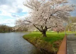 Blossoming tree by park lake