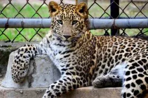 Leopard lying inside fenced cage