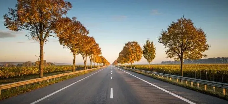 Autumn tree-lined highway between vineyards at sunset
