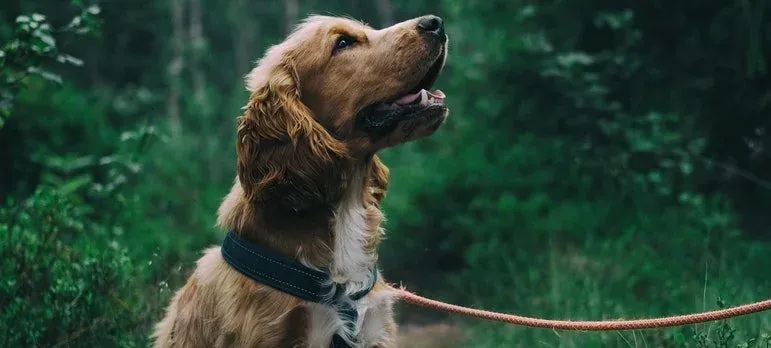 Golden spaniel dog on leash outdoors