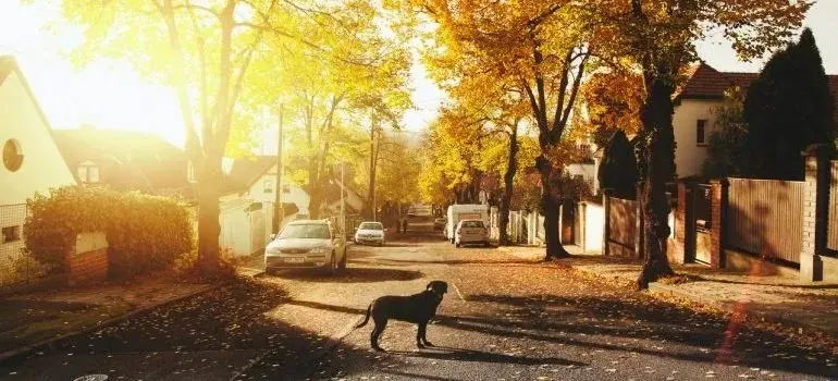 Dog crossing sunny suburban street in autumn