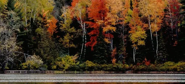 Autumn forest by a lake