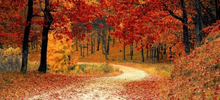 Autumn forest path with red leaves