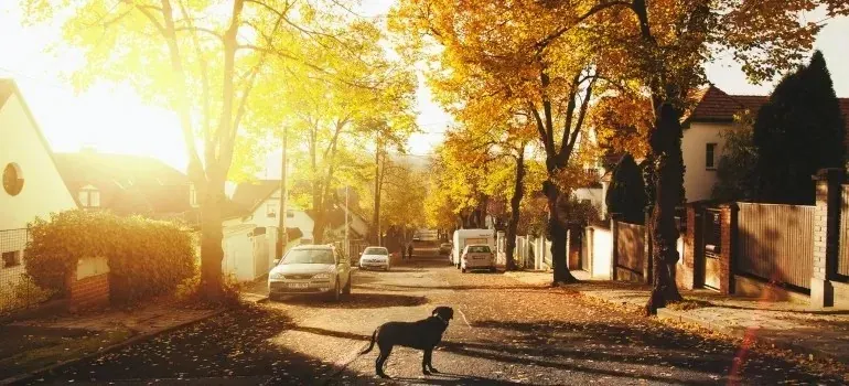 Dog crossing quiet autumn residential street at sunset