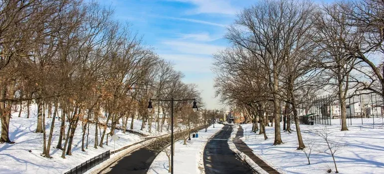 Snowy park road with bare trees
