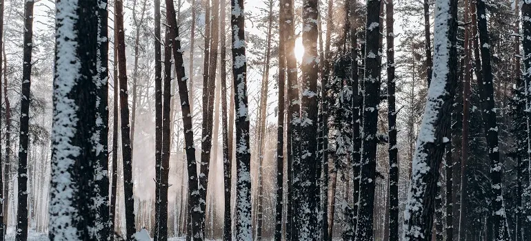 Snowy pine forest with sunlight