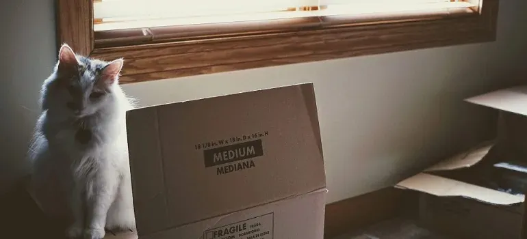 Cat beside generic moving boxes
