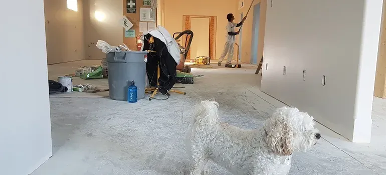 Dog in room under renovation