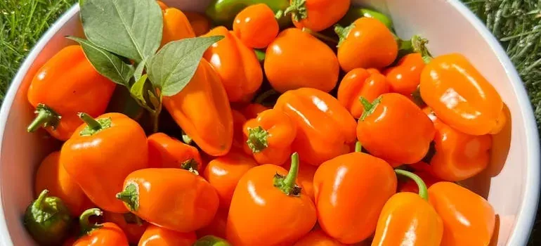 Bowl of orange peppers on grass