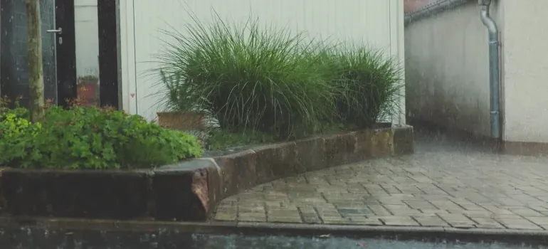 Rainy driveway with garden shrubs