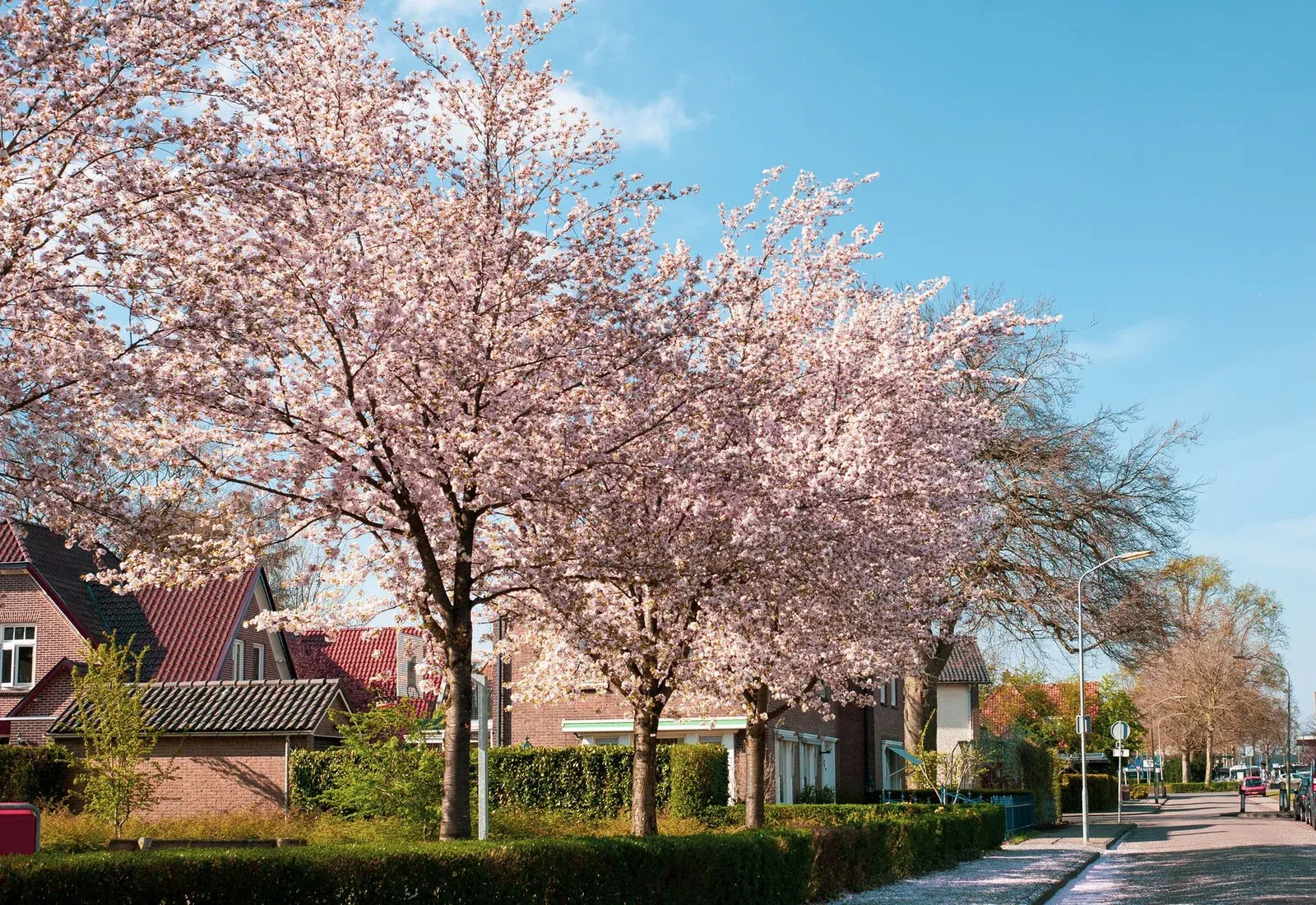 A residential street in Pompton Lakes, New Jersey in spring
